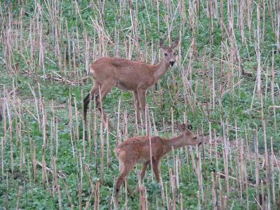 Foto des Albums: Die Prignitz