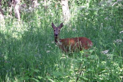 Foto des Albums: Die Prignitz