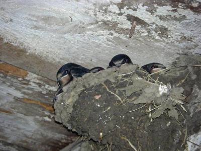 Foto des Albums: Die Prignitz