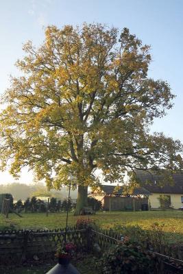 Alte Eiche  (Bild vergr&ouml;&szlig;ern)