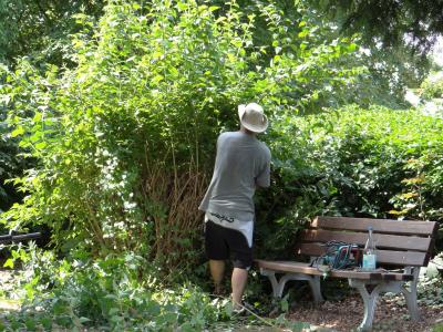 Foto des Albums: Bürgeraktion auf dem Friedhof Malborn