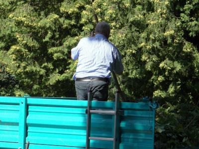 Foto des Albums: Bürgeraktion auf dem Friedhof Malborn
