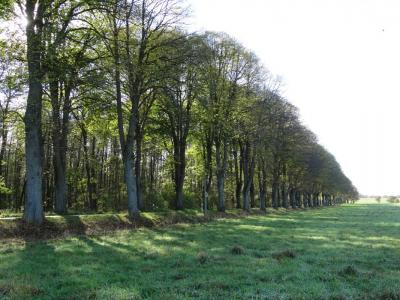 Allee Holtorfsloh Totale 