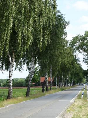 Birken Winsen-Grevelau 