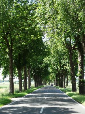 Kastanienallee  vor Pattensen 