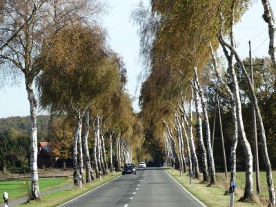 Birkenallee Garlstorf Zentralaufnahme 