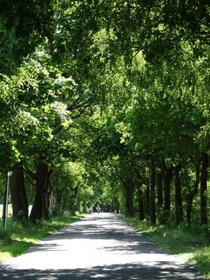Allee n&ouml;rdlich Thieshope 