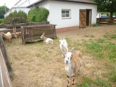 Foto des Albums: Sommerfest Schloß Hoym Stiftung