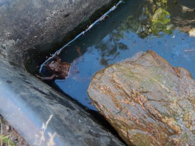 Foto des Albums: Schulgarten
