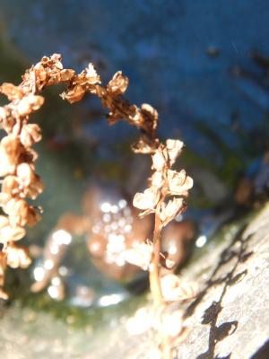Foto des Albums: Schulgarten
