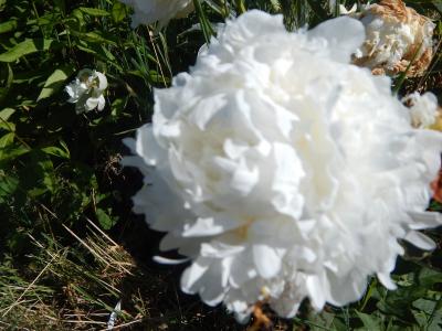Foto des Albums: Schulgarten