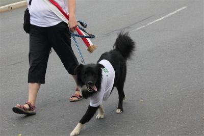 Foto des Albums: Wiesenfest (18. 07. 2015)