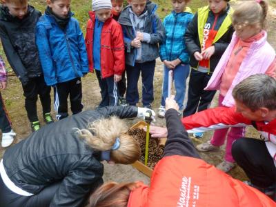 Foto des Albums: Walderlebnislauf