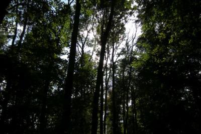 Foto des Albums: Feuerwehrtag