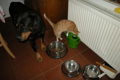 Foto des Albums: Feuerwehrtag