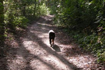 Foto des Albums: Feuerwehrtag