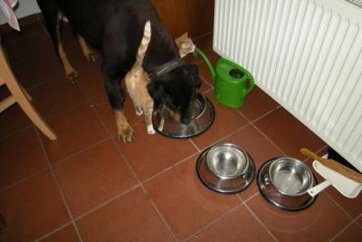 Foto des Albums: Feuerwehrtag