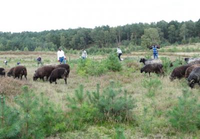 Foto des Albums: Tag der Kulturen – Wulmstorfer Heide