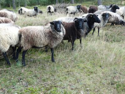 Foto des Albums: Tag der Kulturen – Wulmstorfer Heide
