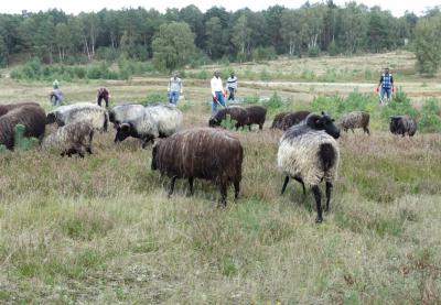 Foto des Albums: Tag der Kulturen – Wulmstorfer Heide
