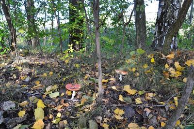 Foto des Albums: Sonnige Herbststimmung am Falkenhagener und am Neuen See