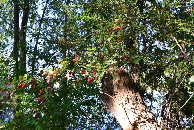 Foto des Albums: Sonnige Herbststimmung am Falkenhagener und am Neuen See