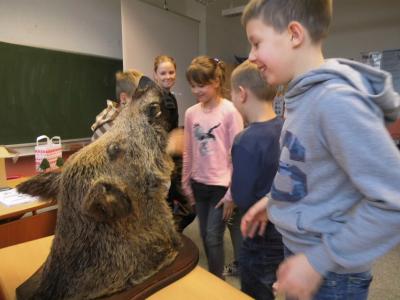 Foto des Albums: Wildschwein Reh und Fuchs