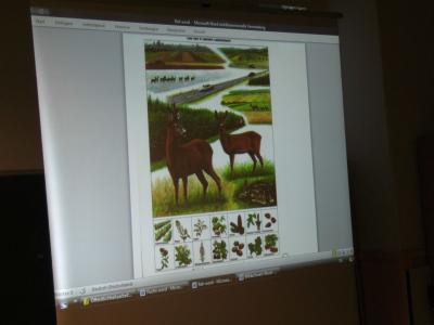 Foto des Albums: Wildschwein Reh und Fuchs