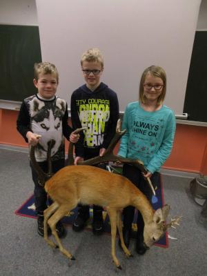 Foto des Albums: Wildschwein Reh und Fuchs