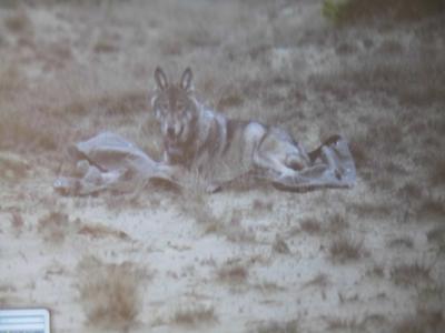 Foto des Albums: Wildschwein Reh und Fuchs