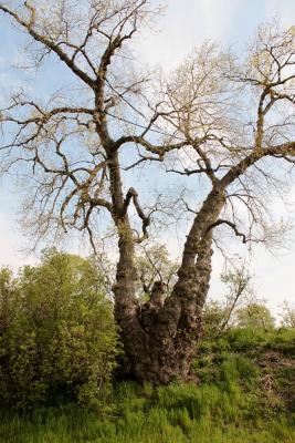 Foto des Albums: Dorfrundgang Grebbin 2015 (28. 04. 2015)