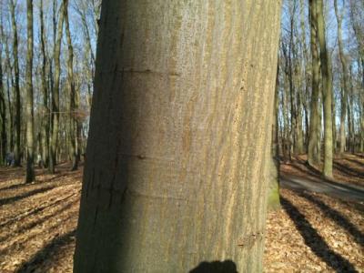 Foto des Albums: Waldprojekt des WPU 7 Naturwissenschaften