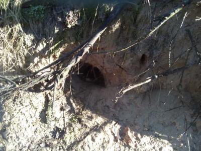 Ein Fuchsbau oder ein Kaninchenbau? 