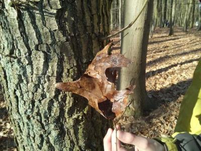 Foto des Albums: Waldprojekt des WPU 7 Naturwissenschaften