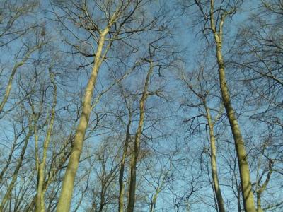 Foto des Albums: Waldprojekt des WPU 7 Naturwissenschaften