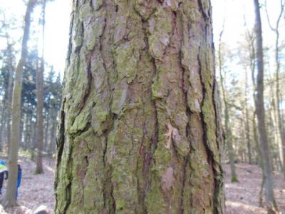 Welcher Baum ist das? 
