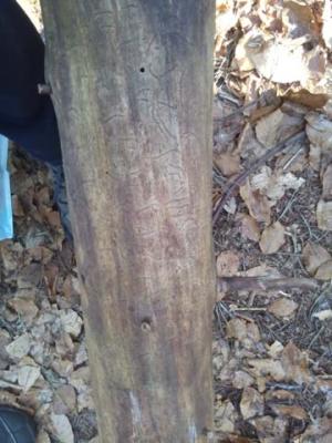 Foto des Albums: Waldprojekt des WPU 7 Naturwissenschaften