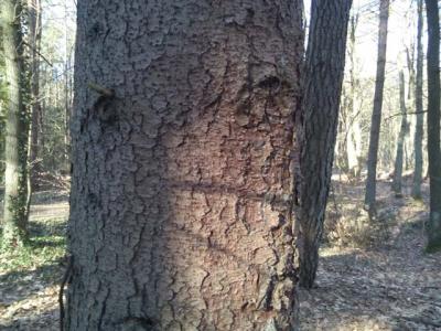 Foto des Albums: Waldprojekt des WPU 7 Naturwissenschaften