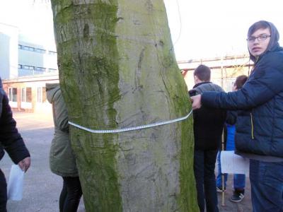 Hier wird der Umfang des Stammes gemessen: 2,40m! 