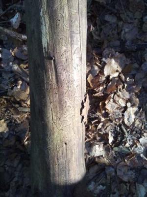 Foto des Albums: Waldprojekt des WPU 7 Naturwissenschaften
