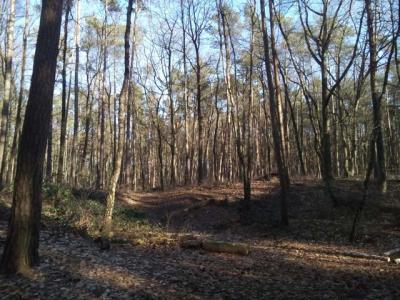 Foto des Albums: Waldprojekt des WPU 7 Naturwissenschaften