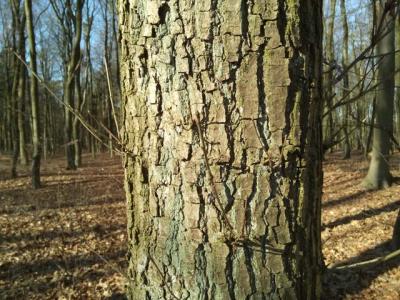 Und dieser Baum? 