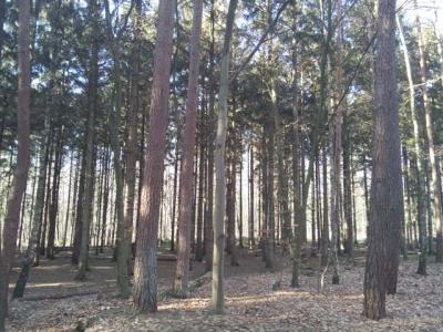 Foto des Albums: Waldprojekt des WPU 7 Naturwissenschaften