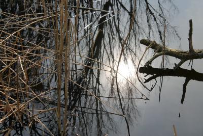 Spiegelbild (Foto: Doris S. J&uuml;rgensen) 