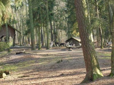 Das Damwild h&auml;lt sich im Hintergrund 
