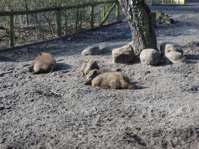 Das Wildschweingehege 