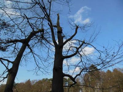 Ein toter Baum mit Pilzbefall und Nisth&ouml;hle 
