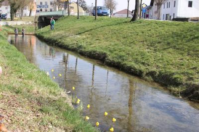Foto des Albums: 2.Wallersdorfer Entencup  am Marktsonntag 20.03.16