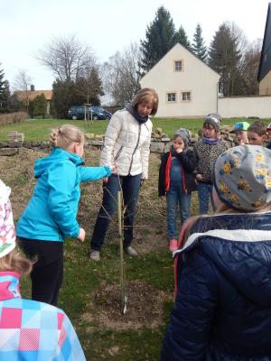 Foto des Albums: Beobachtung der gesponserten Apfelbäume