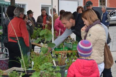 Foto des Albums: Maimarkt 2016